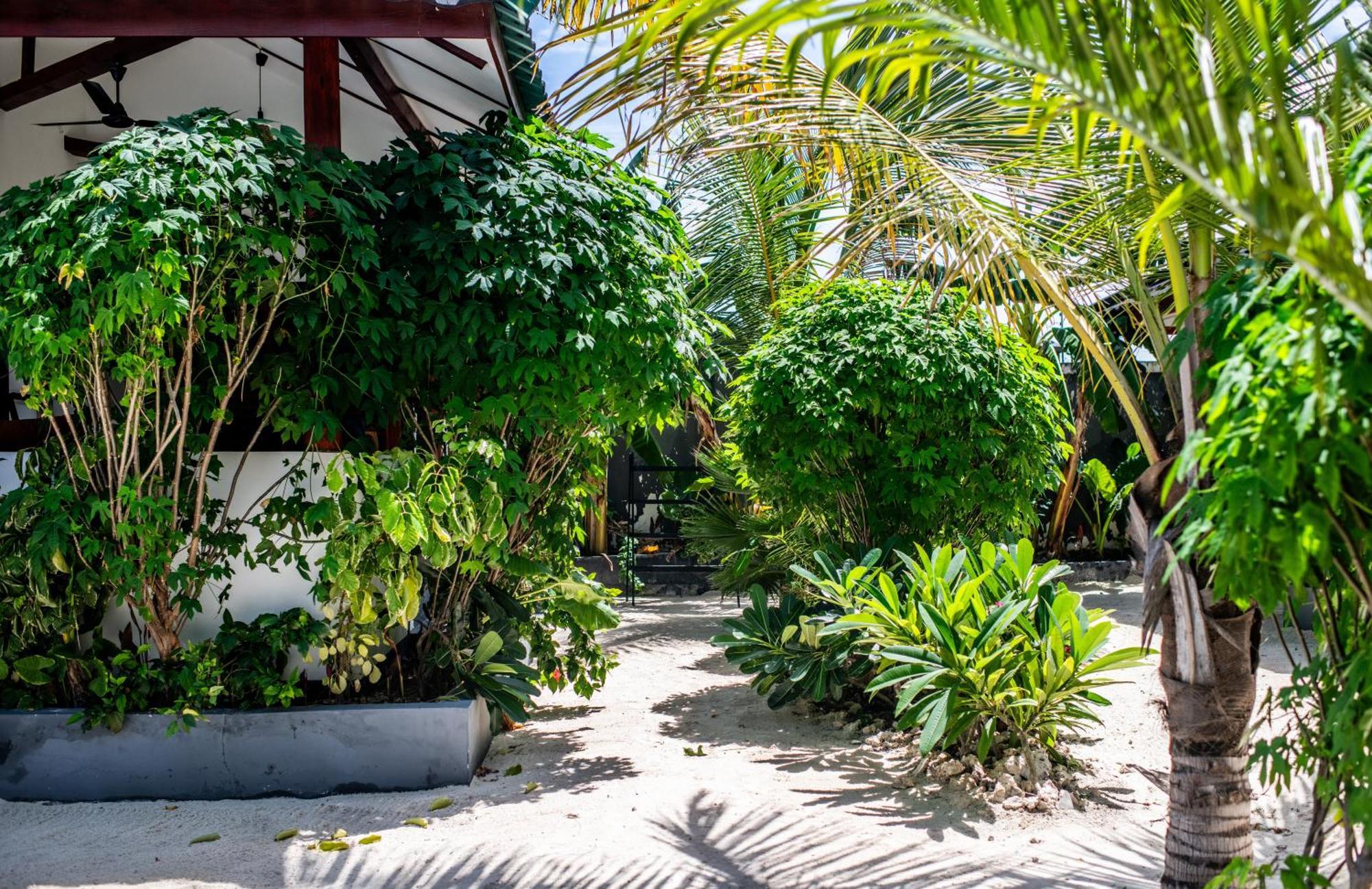 Baobab Bungalows Jambiani  Eksteriør bilde