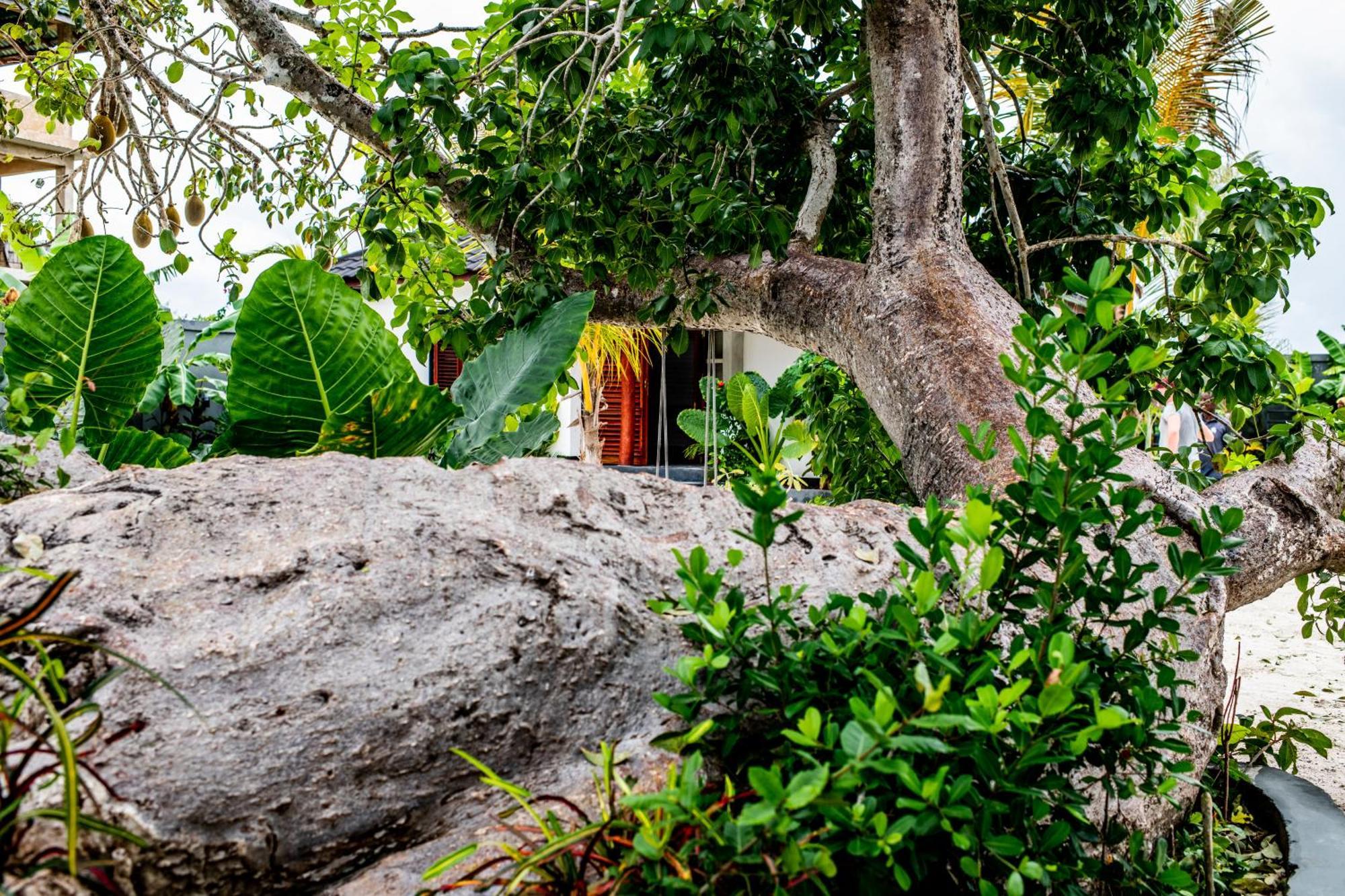 Baobab Bungalows Jambiani  Eksteriør bilde