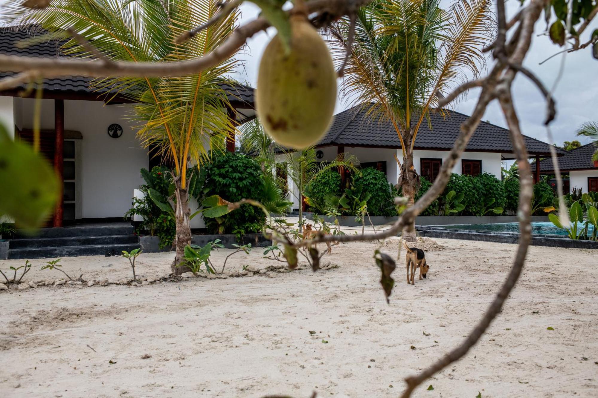 Baobab Bungalows Jambiani  Eksteriør bilde